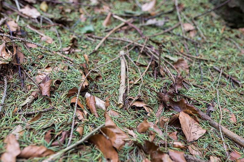 Green needles of coniferous trees lie extensively in the forest