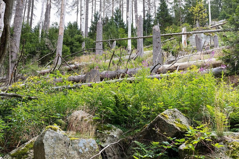 Fallen trees due to storm and forest dieback
