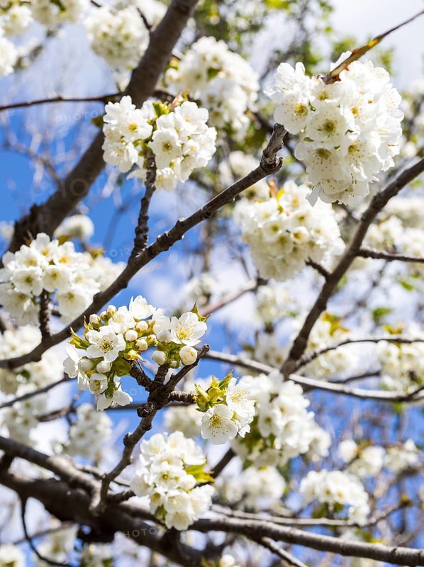 Branches with blossoms of the cherry