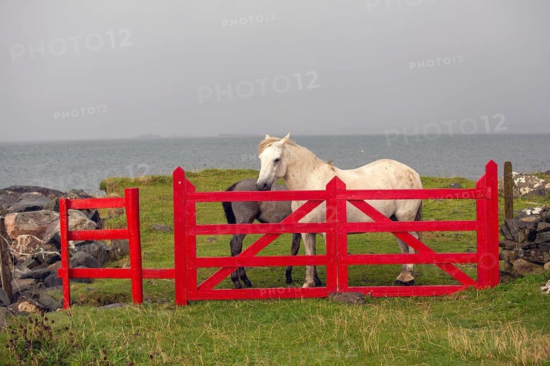 Irish ponies behind red gate on the Atlantic coast