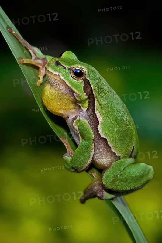 European european tree frog