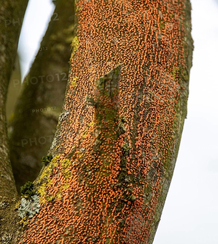 Orange spots caused by Coral Spot fungus disease
