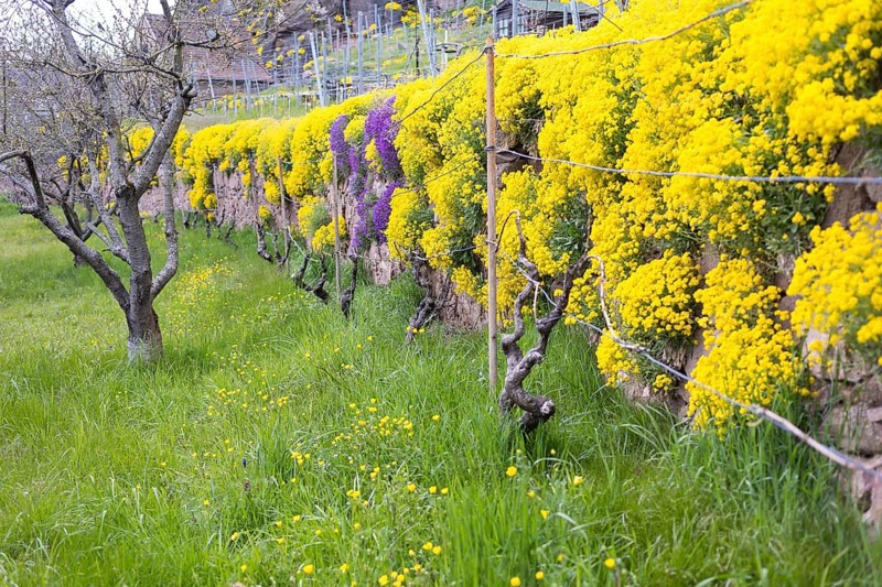 Flowering mountain madwort