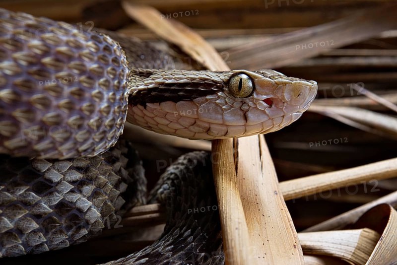 Jararaca