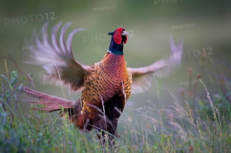 Pheasant