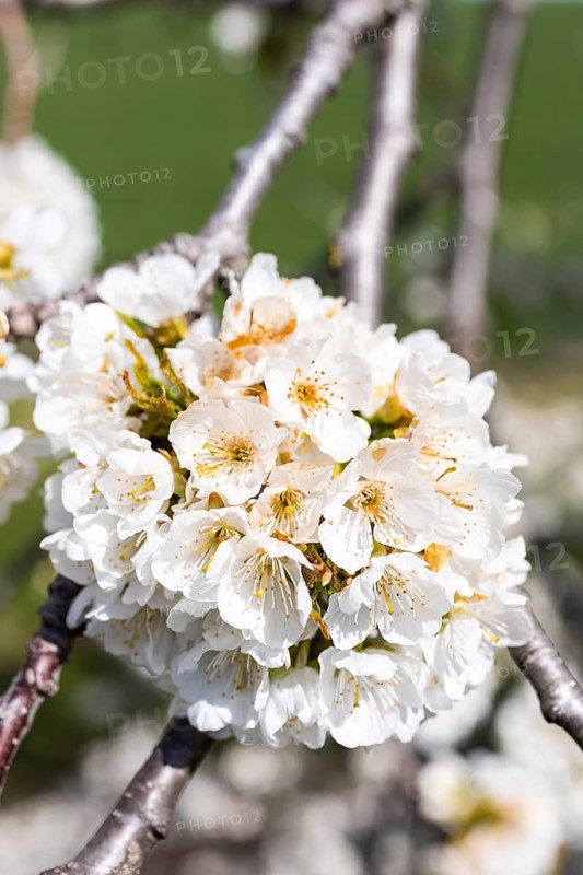 Branches with blossoms of the cherry
