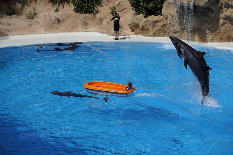 Bottlenose dolphin