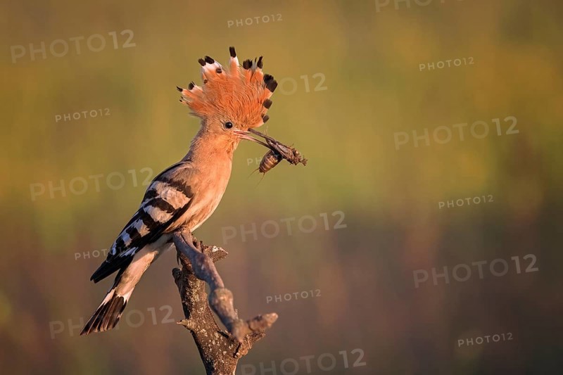 Hoopoe