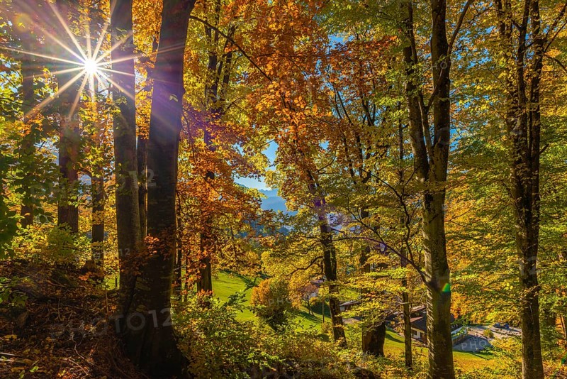 Autumn forest with sunbeams