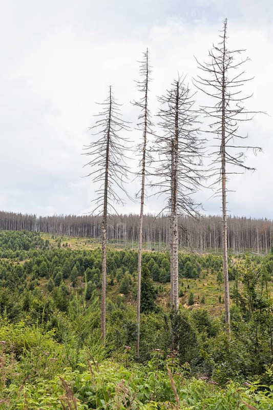 Large areas affected by forest dieback