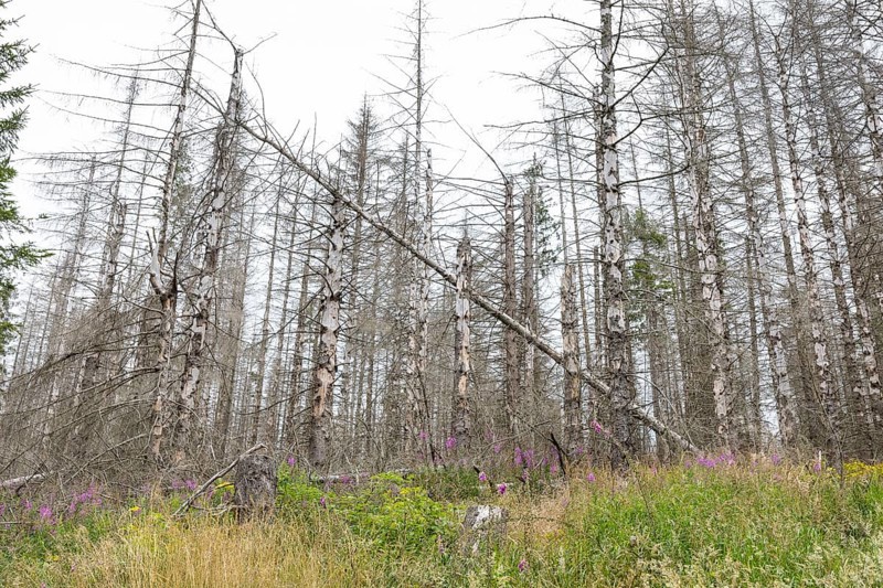 Large areas affected by forest dieback