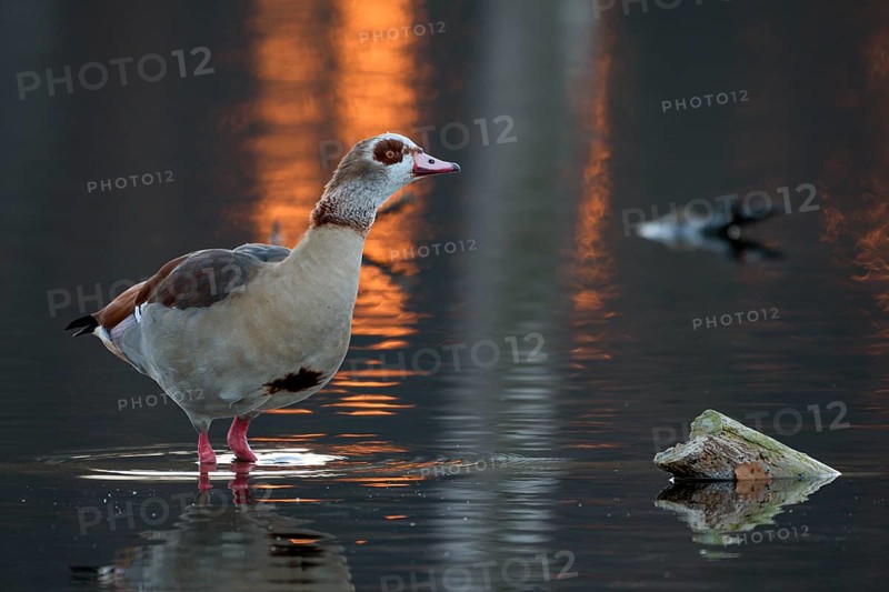 Egyptian goose