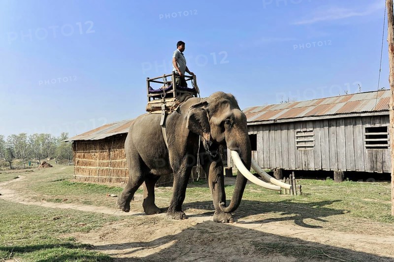Asian elephant