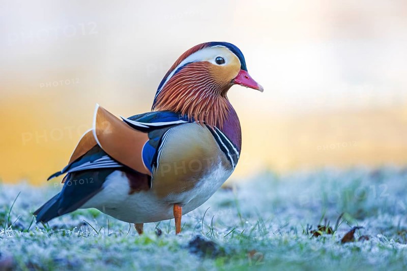 Mandarin duck