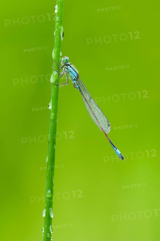 Blue-tailed damselfly