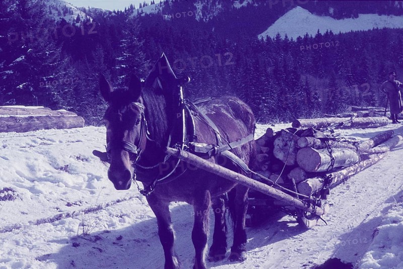 Wood transport von der Maieralm