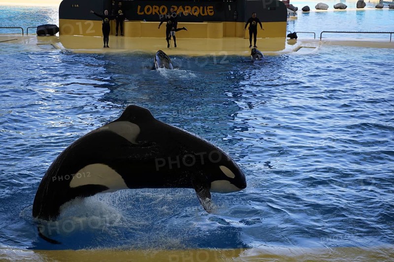Killer whale