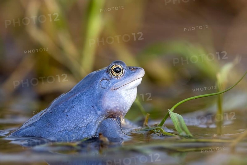 Moor frog