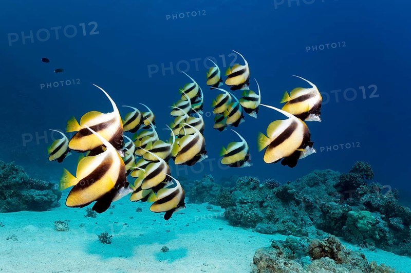 Shoal of red sea bannerfish