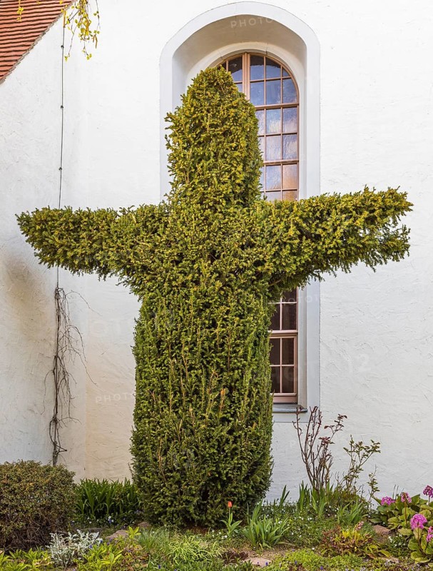 Conifer bush cut in the shape of a cross