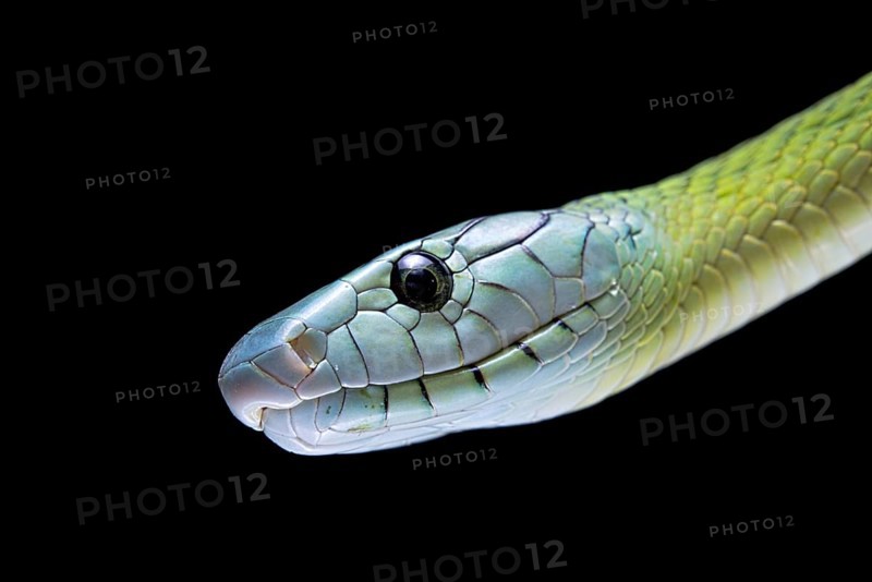 Jameson's mamba