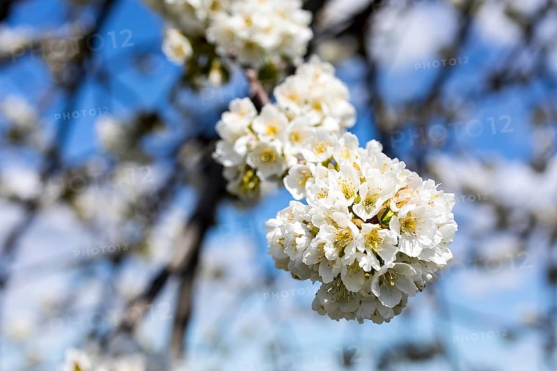 Branches with blossoms of the cherry