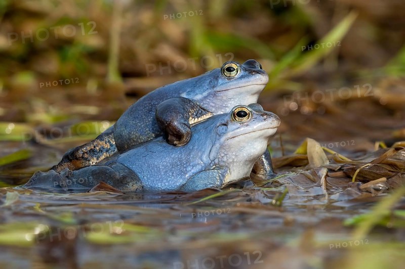 Moor frog