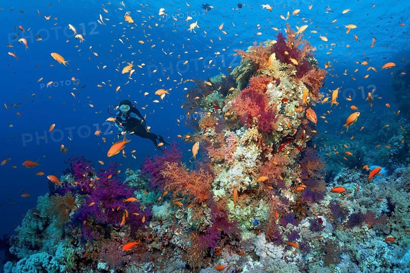 Diver