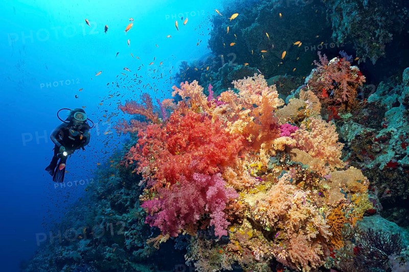 Diver