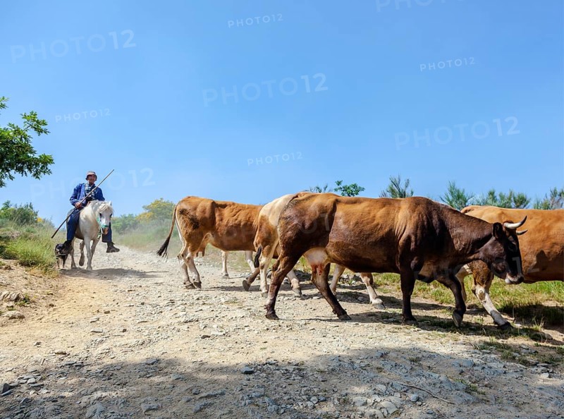 A vaquero with his cows out grazing in Galicia on the Camino Frances of the Camino di Santiago