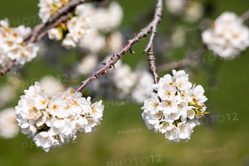 Branches with blossoms of the cherry