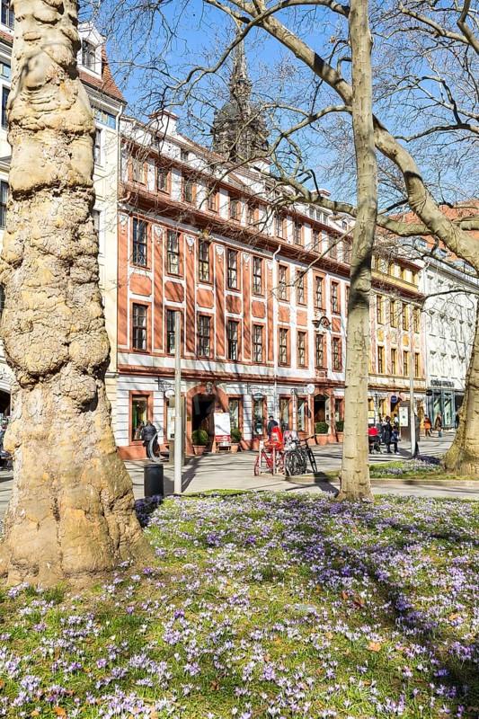Blooming crocus meadows on the main street