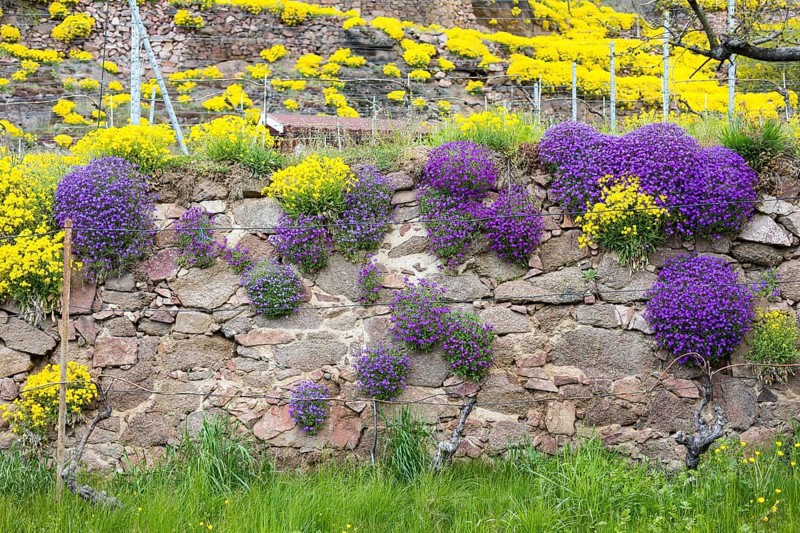 Flowering mountain madwort