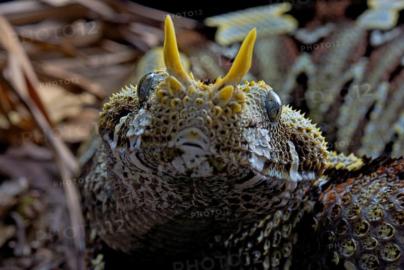 Butterfly Viper
