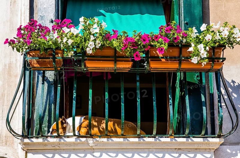 Relaxed dog in the window
