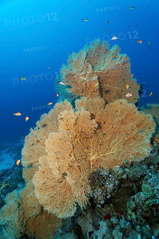 Gorgonian fan