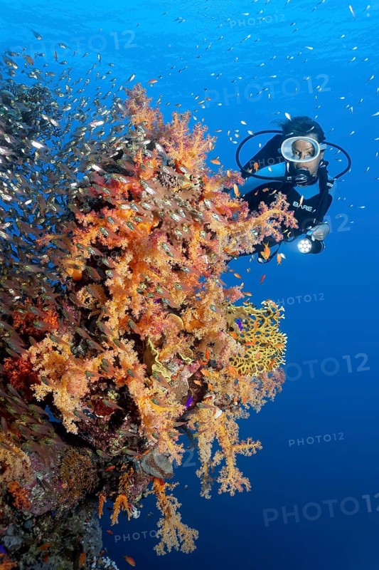 Diver looking at coral wall covered with klunzinger's soft coral