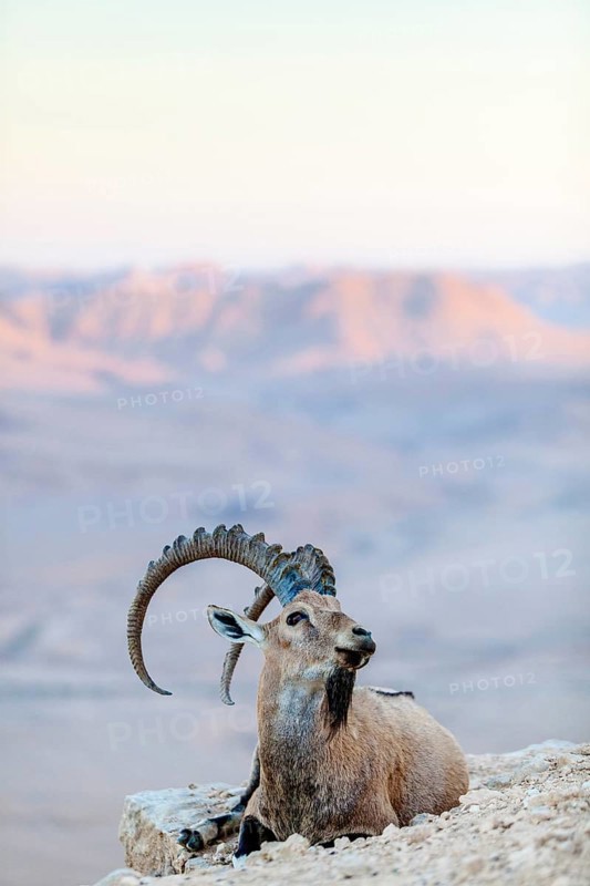 The male Ibex