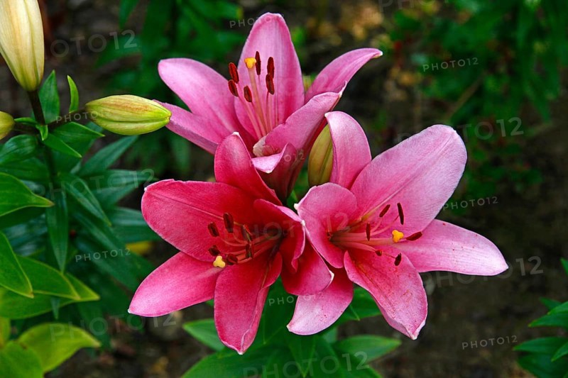 Lily blossom