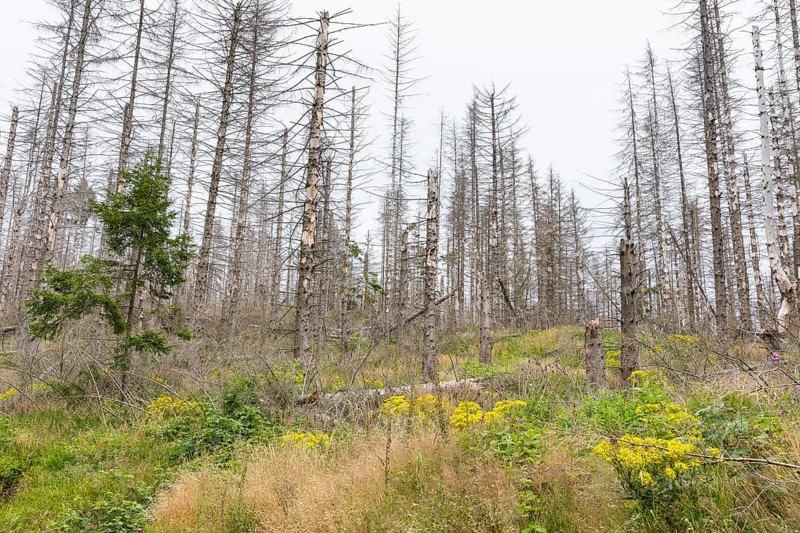 Large areas affected by forest dieback