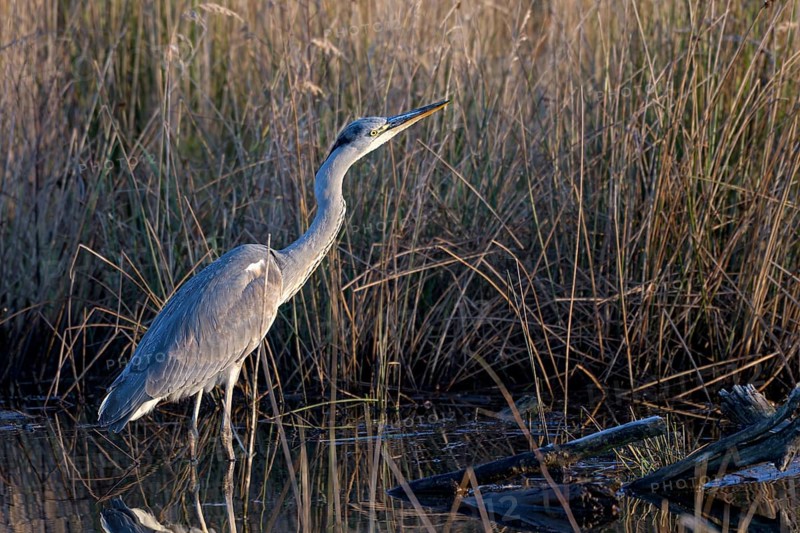Grey heron