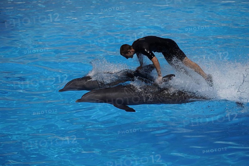 Bottlenose dolphin