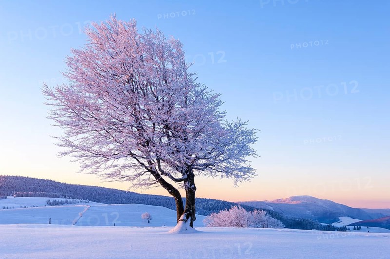 Weather beech