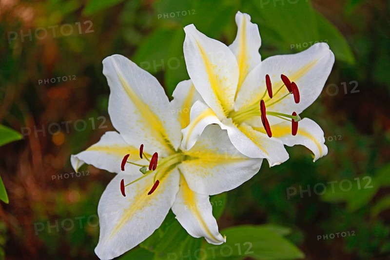 Lily blossom