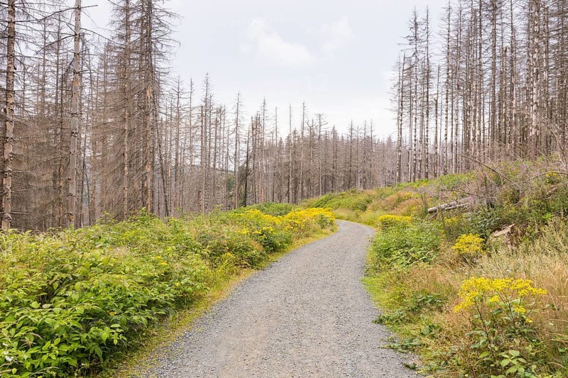 Large areas affected by forest dieback