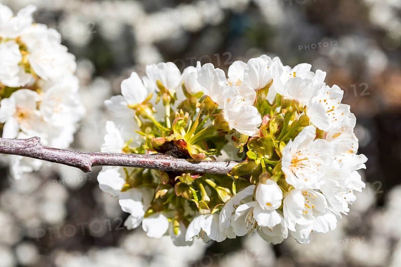 Branches with blossoms of the cherry