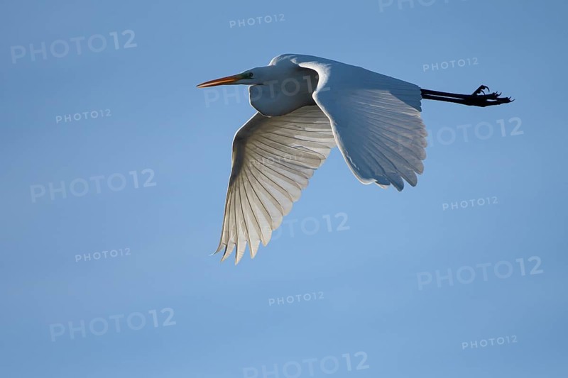 Great egret