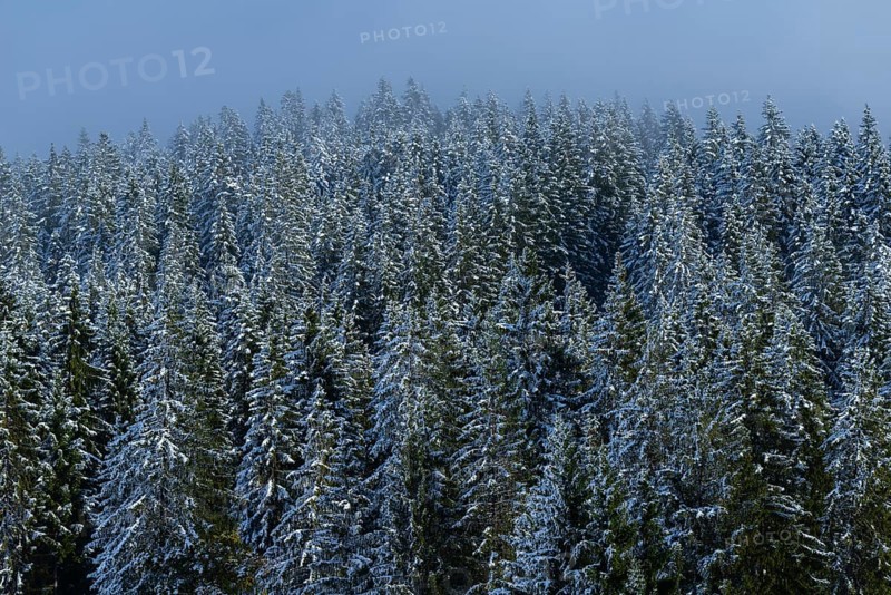 Snowy on the Winklmoosalm