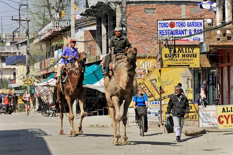 Camel riders on the road in Chitwan National Park