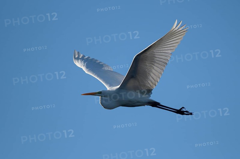 Great egret